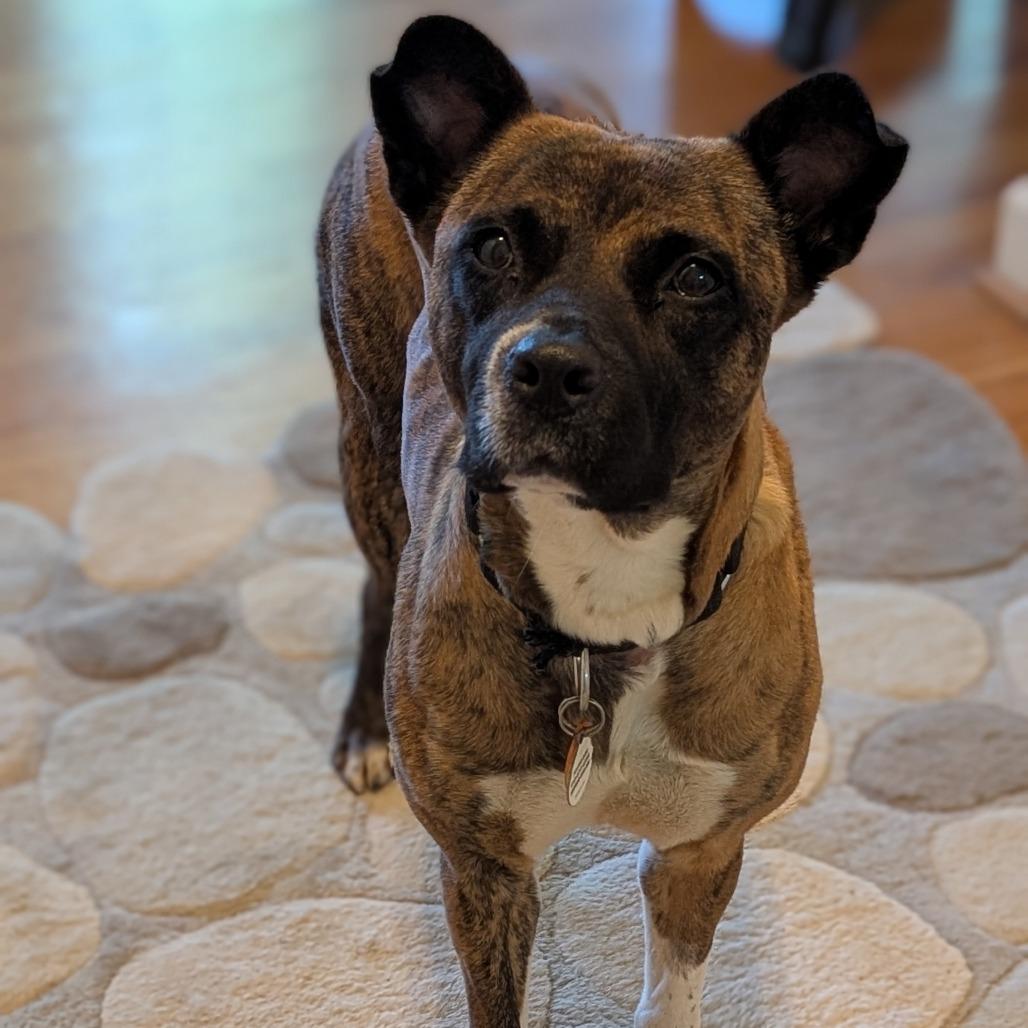 Enlarge Nehi, a Adoptable mixed breed in Raleigh, NC image 1/6