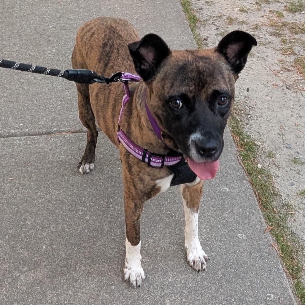 Enlarge Nehi, a Adoptable mixed breed in Raleigh, NC image 5/6