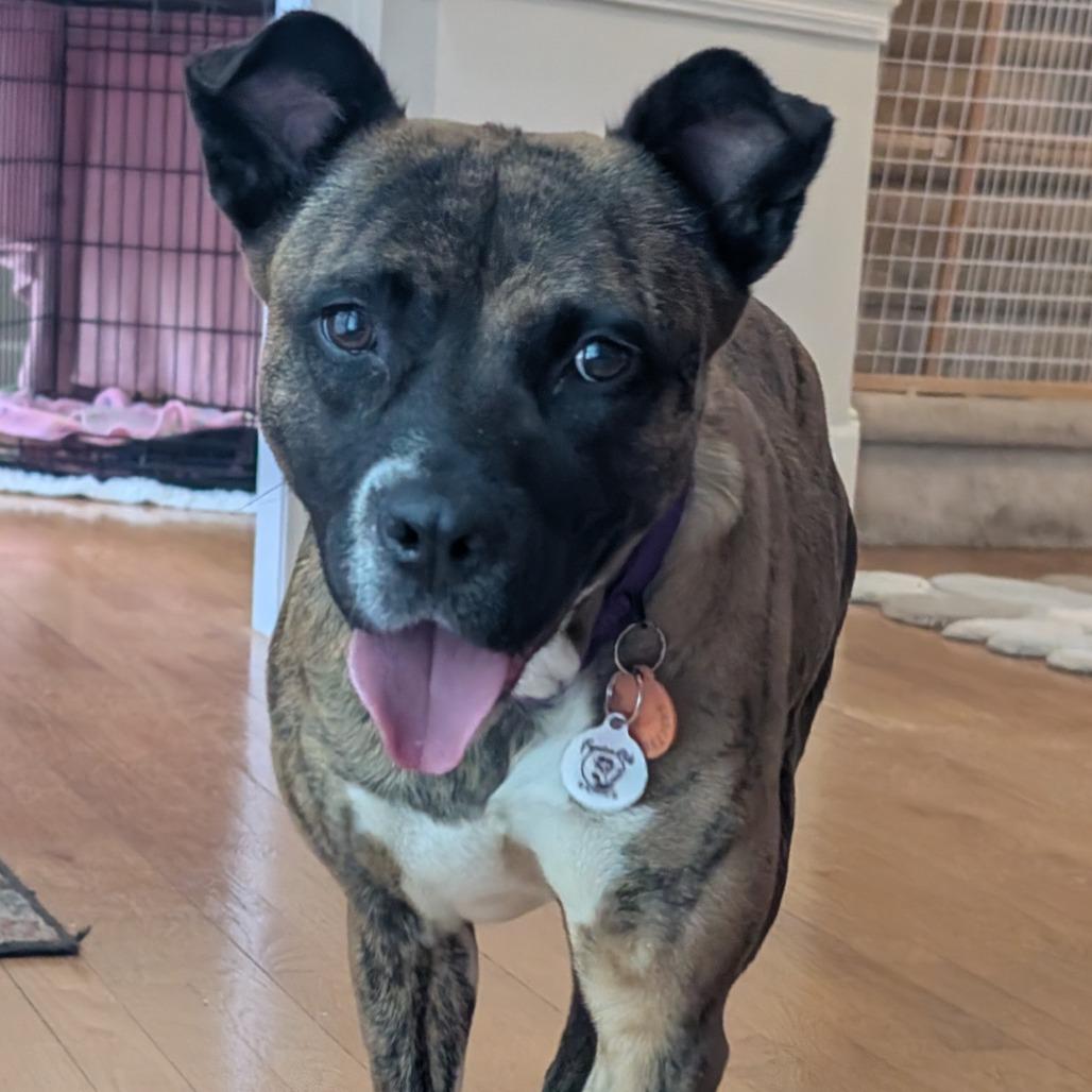 Enlarge Nehi, a Adoptable mixed breed in Raleigh, NC image 6/6