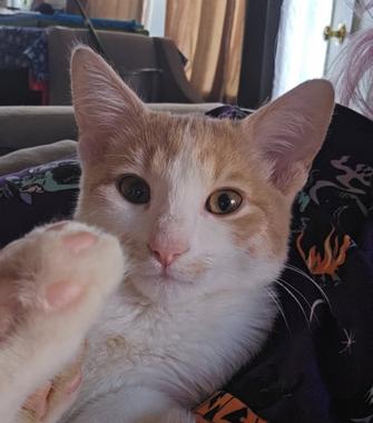 Princess Peach, Adopted, Kitten Female Domestic Short Hair.