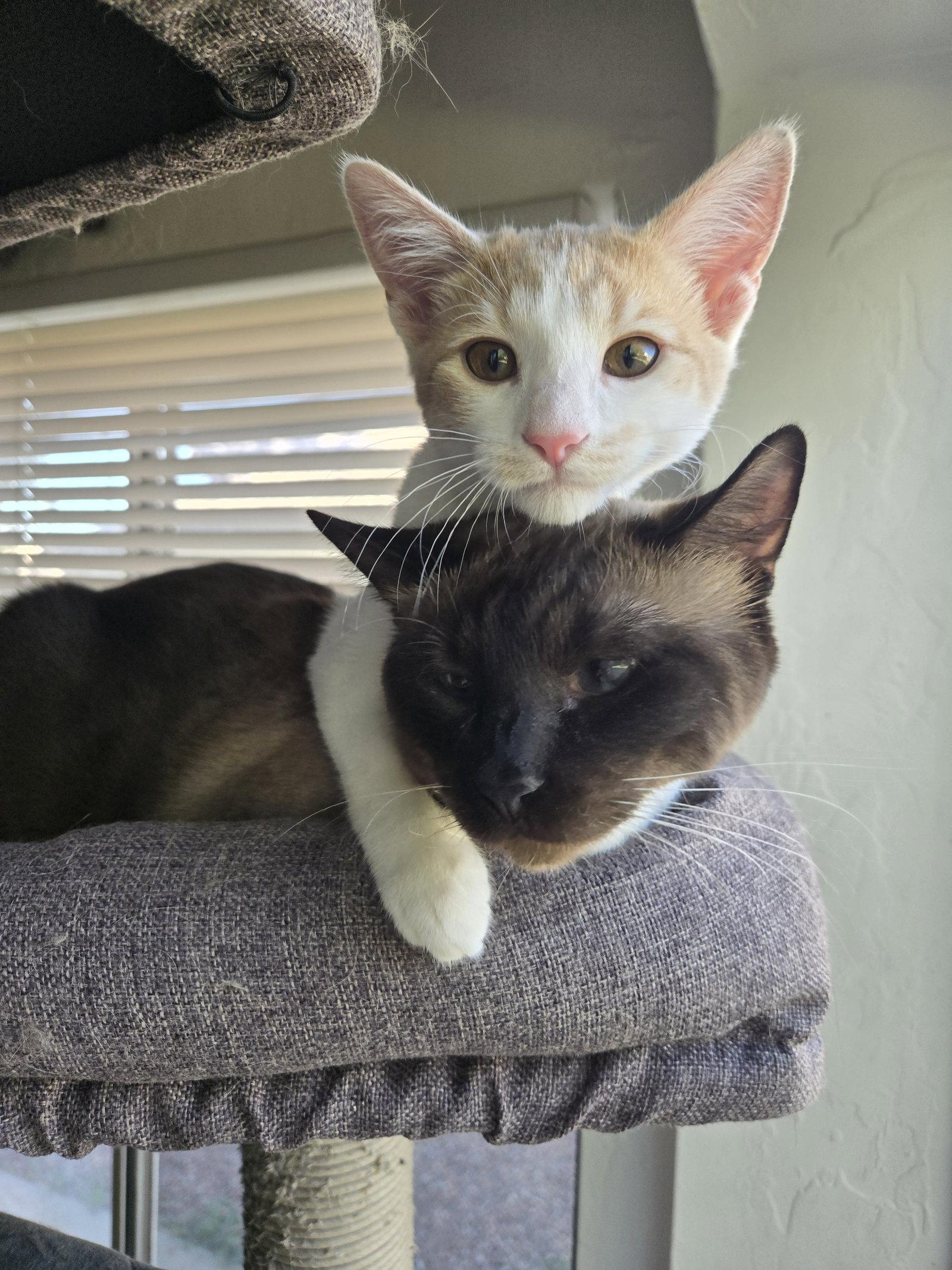 Enlarge Princess Peach, a Adopted Domestic Short Hair in Glendale, AZ image 2/3