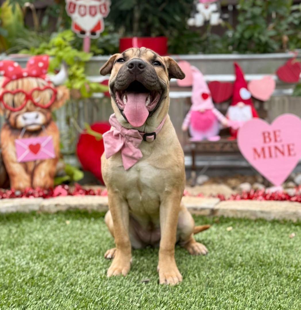 Enlarge Velma, a ADOPTABLE mixed breed in Southport, CT image 4/5