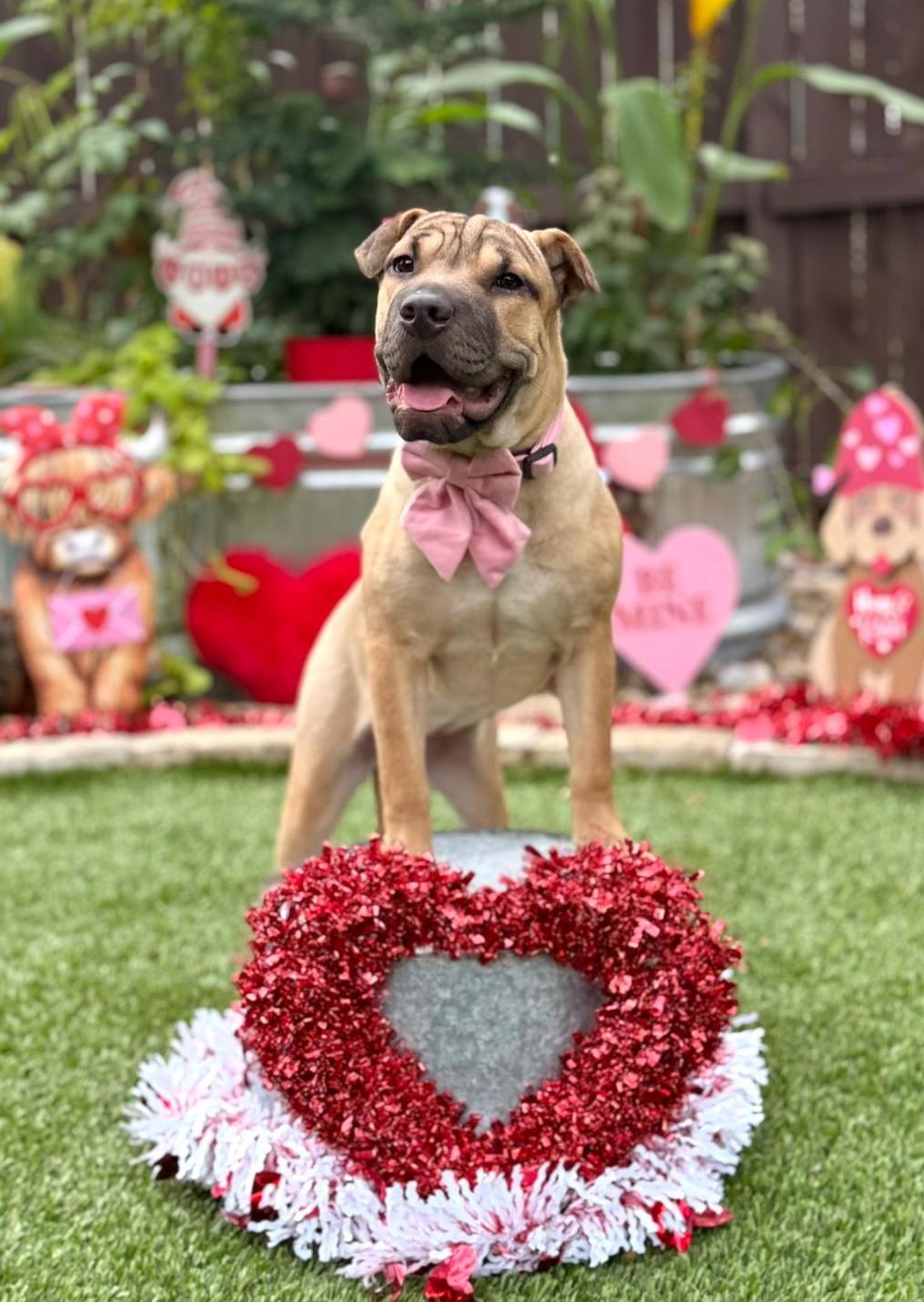 Enlarge Velma, a ADOPTABLE mixed breed in Southport, CT image 3/5