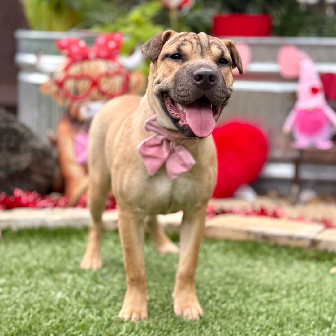 Enlarge Velma, a ADOPTABLE mixed breed in Southport, CT image 1/5