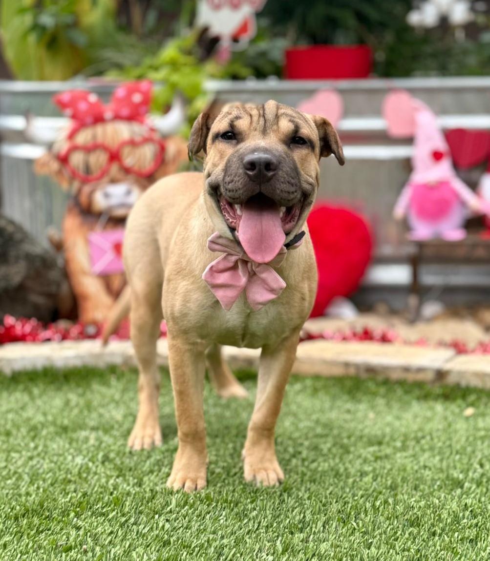 Enlarge Velma, a ADOPTABLE mixed breed in Southport, CT image 5/5