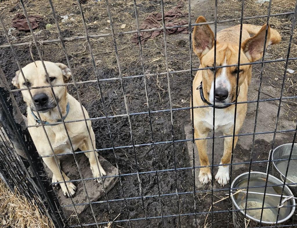 Dede And Rowdy thumbnail 2