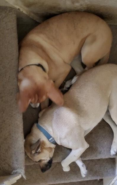 Dede And Rowdy photo 1