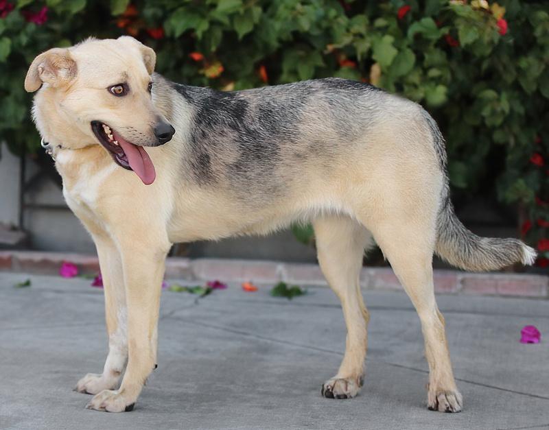 Enlarge Katie von Kelheim, an adopted mixed breed in Los Angeles, CA image 5/5