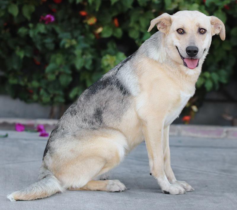 Enlarge Katie von Kelheim, an adopted mixed breed in Los Angeles, CA image 4/5