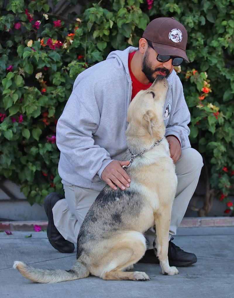 Enlarge Katie von Kelheim, an adopted mixed breed in Los Angeles, CA image 2/5