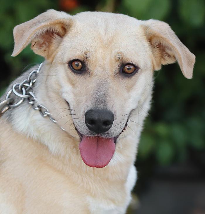 Katie von Kelheim, adopted, Young Female German Shepherd Dog.