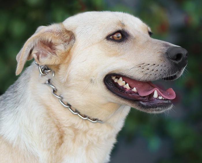 Enlarge Katie von Kelheim, an adopted mixed breed in Los Angeles, CA image 3/5