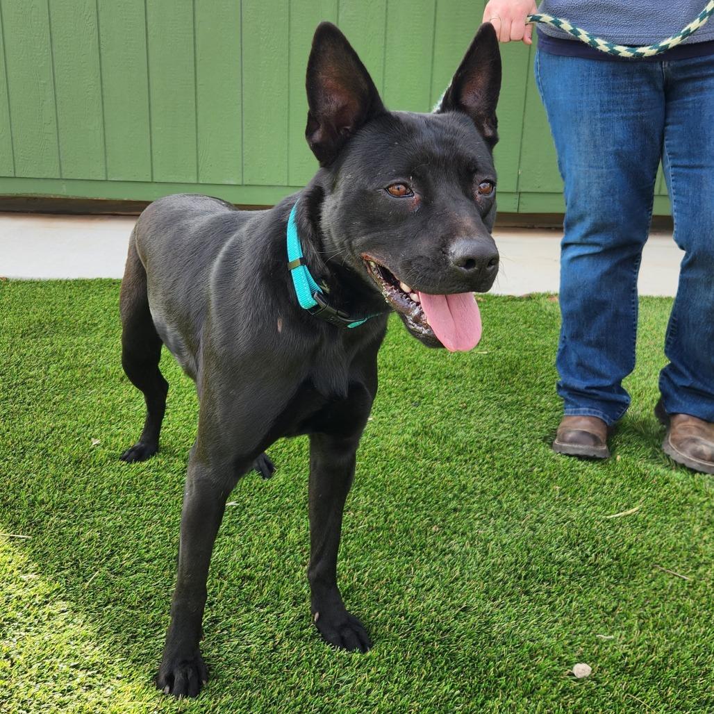 Gavin, Adoptable, Adult Male Mixed Breed.