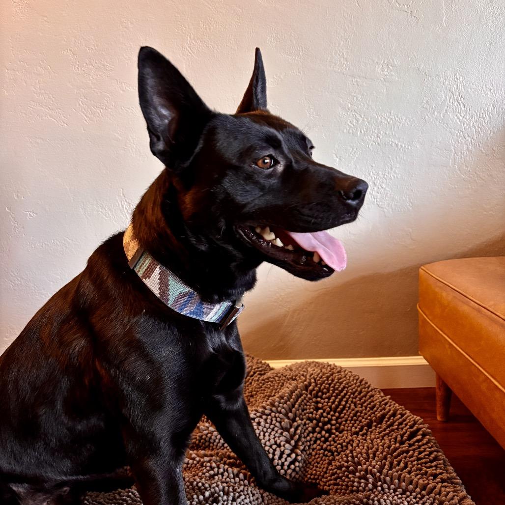 Gavin, Adoptable, Adult Male Mixed Breed.