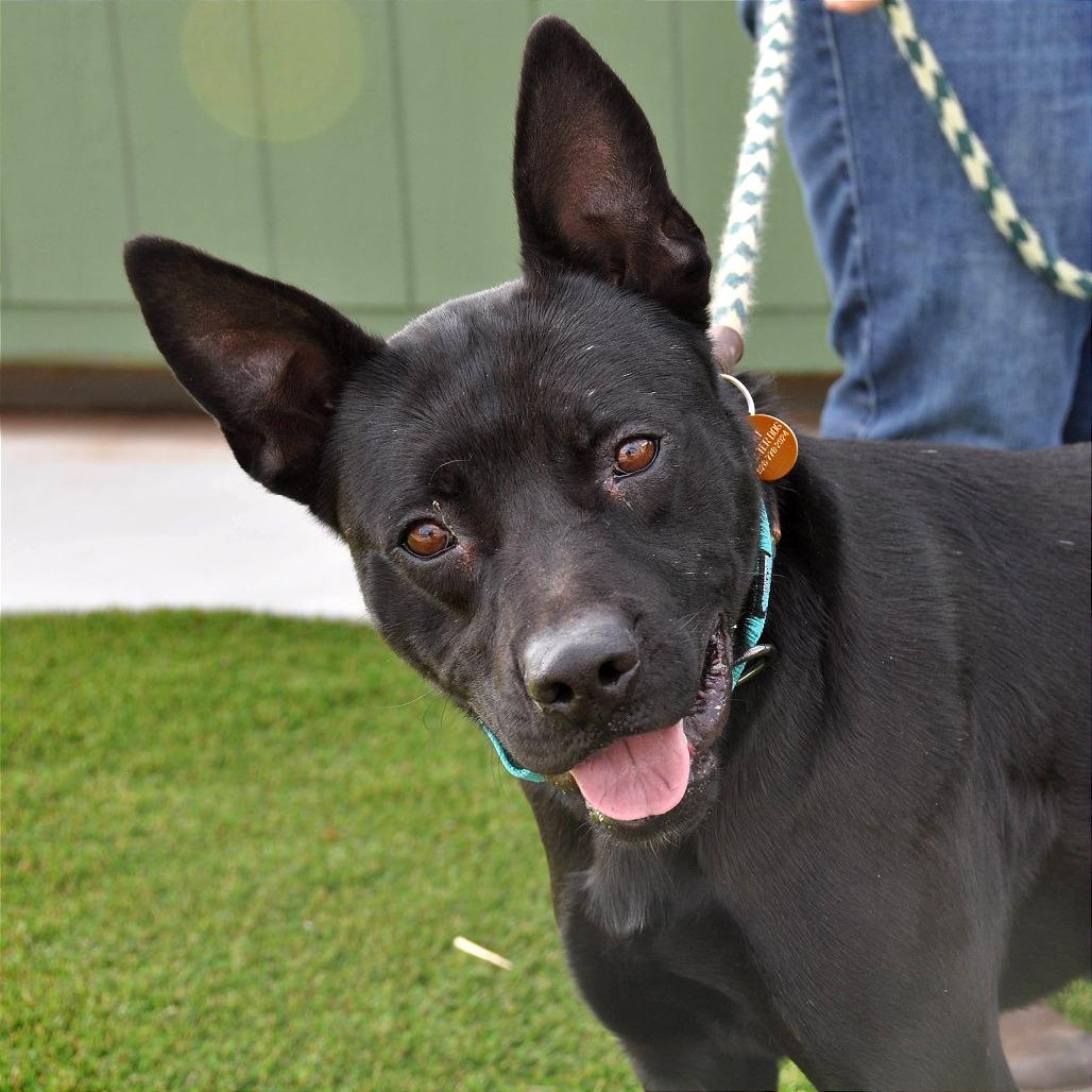 Enlarge Gavin, a Adoptable Mixed Breed in Prescott, AZ image 3/6