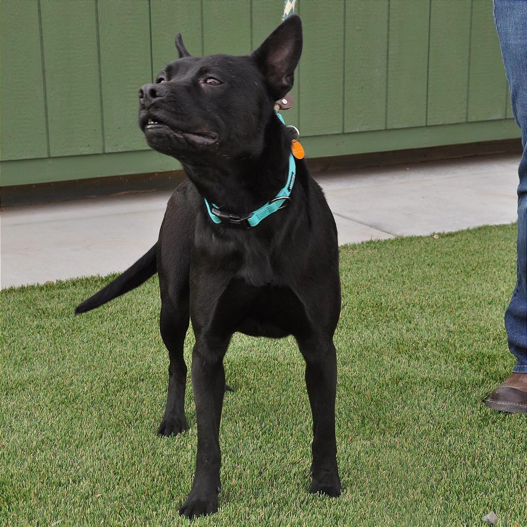 Enlarge Gavin, a Adoptable Mixed Breed in Prescott, AZ image 5/6
