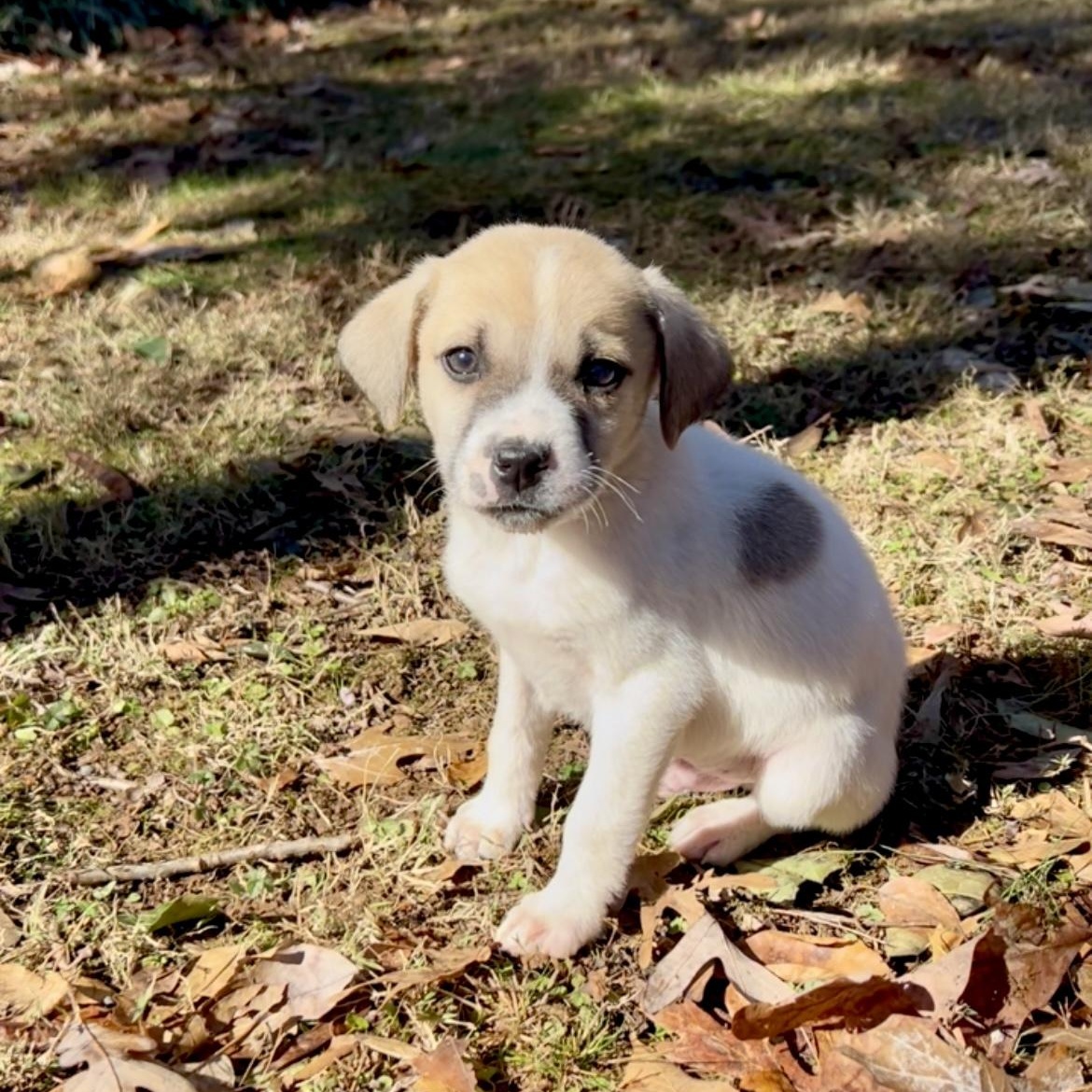 Oakland, ADOPTABLE, Puppy Male Australian Cattle Dog / Blue Heeler & Terrier.
