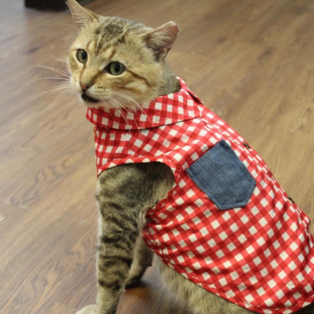 Canelo, Adoptable, Young Male Domestic Short Hair.
