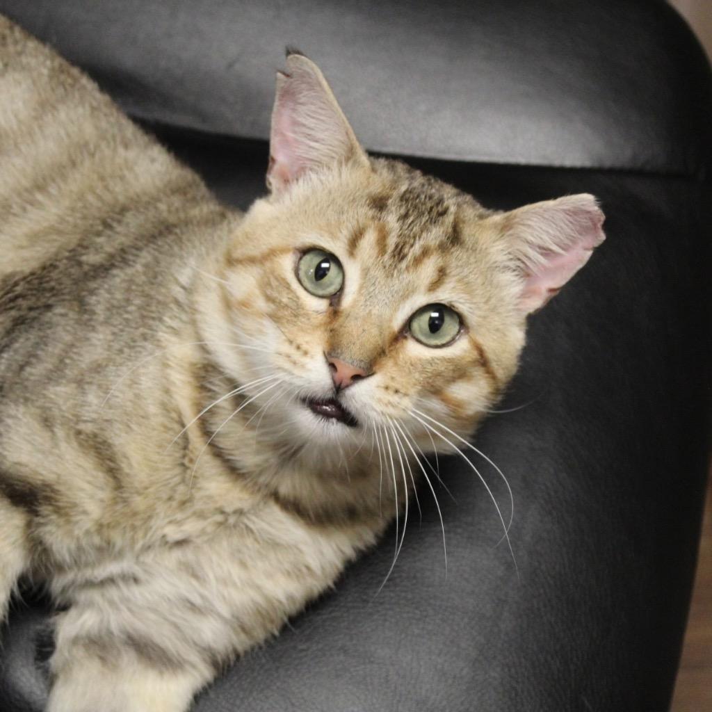 Enlarge Canelo, a Adoptable mixed breed in Houston, TX image 3/4