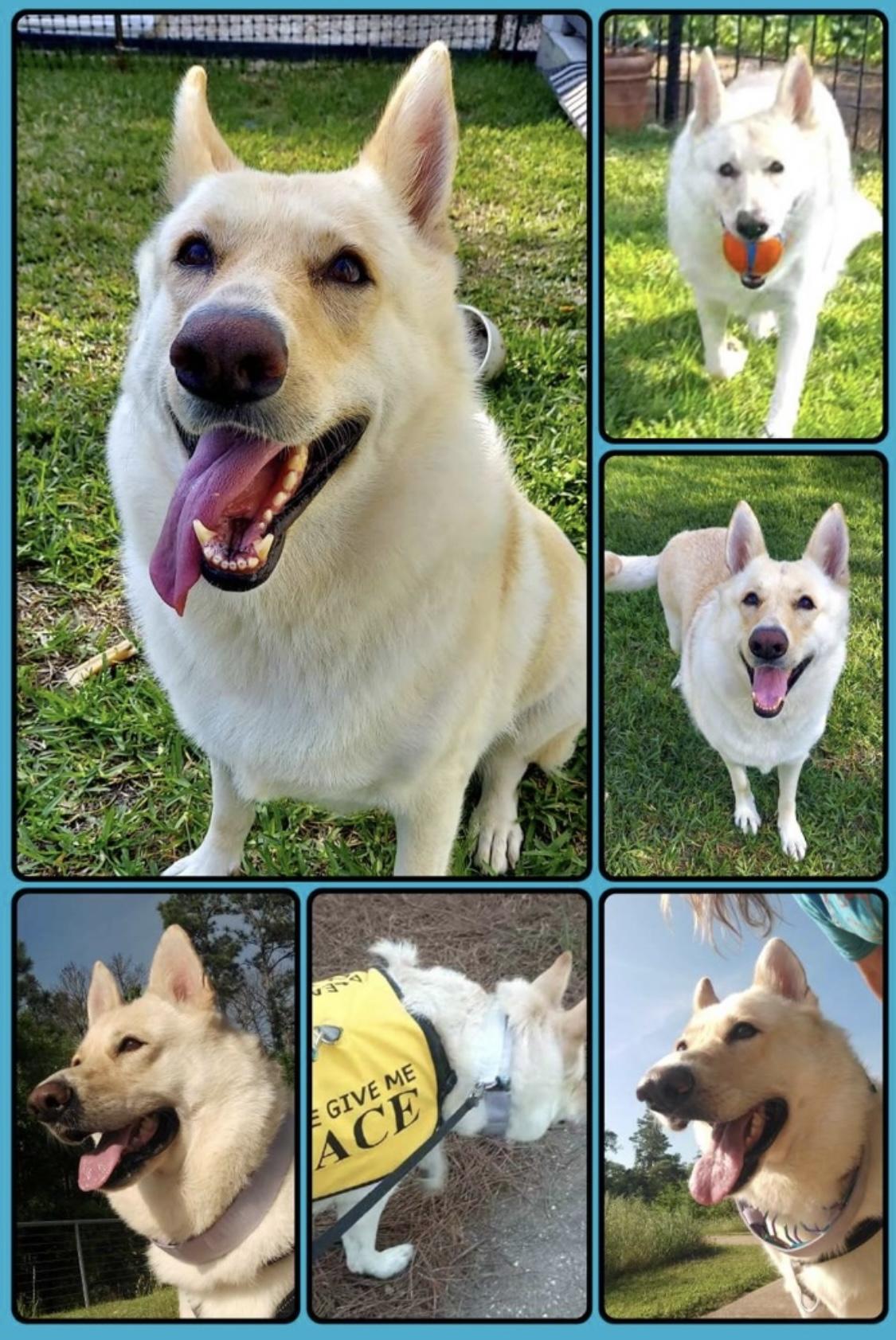 Enlarge Maddie, a Adoptable mixed breed in Cypress, TX image 2/6