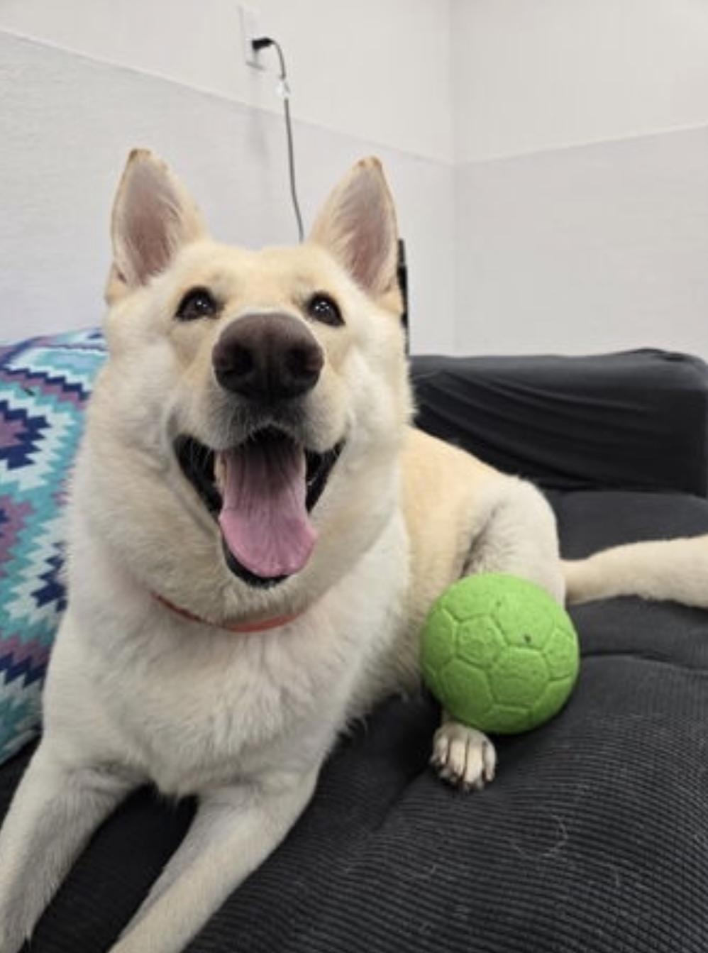 Enlarge Maddie, a Adoptable mixed breed in Cypress, TX image 3/6