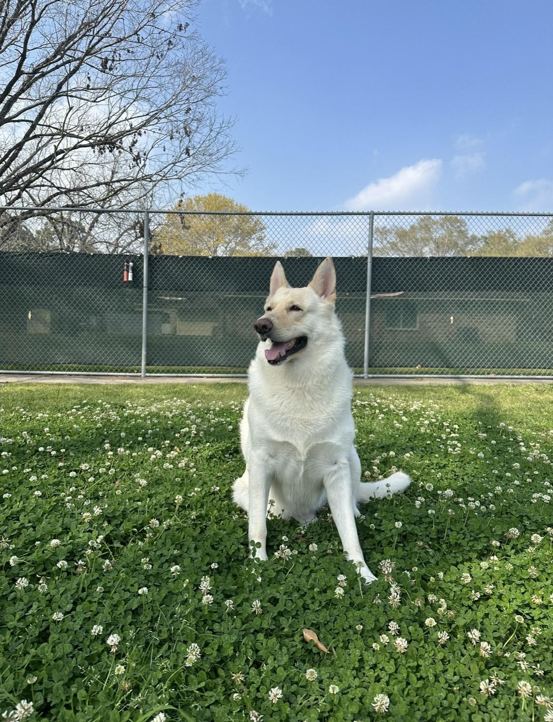 Enlarge Maddie, a Adoptable mixed breed in Cypress, TX image 4/6