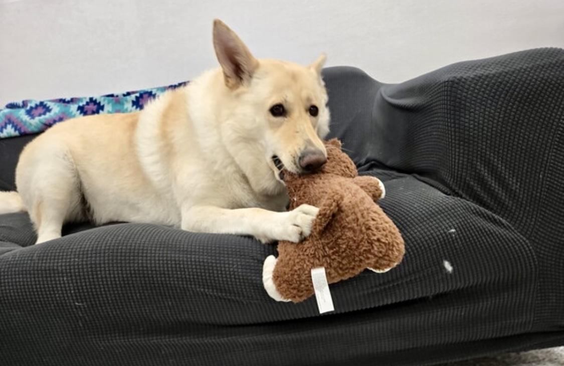 Enlarge Maddie, a Adoptable mixed breed in Cypress, TX image 5/6