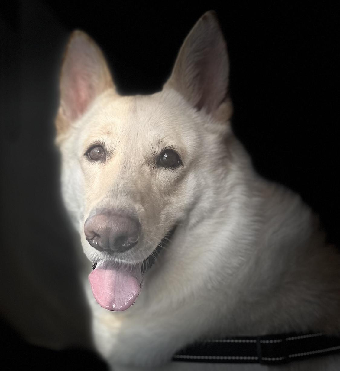 Maddie, Adoptable, Adult Female German Shepherd Dog & Husky.