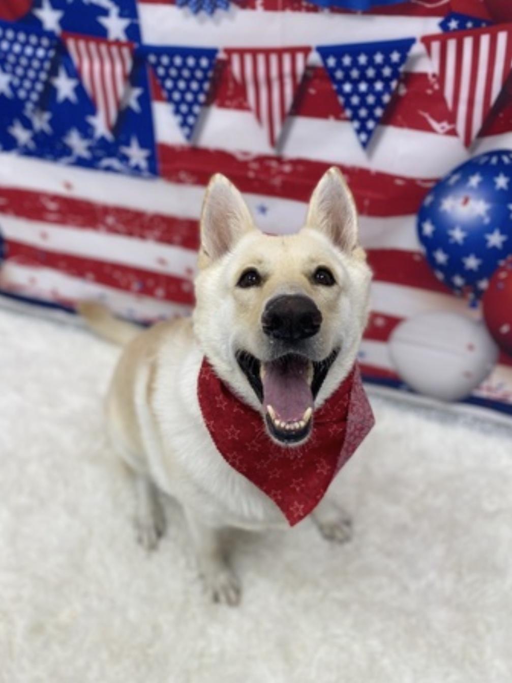 Enlarge Maddie, a Adoptable mixed breed in Cypress, TX image 6/6