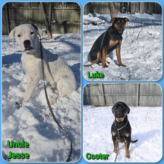 Enlarge Uncle Jesse, Cooter and Luke, a ADOPTABLE mixed breed in Traverse City, MI image 2/2