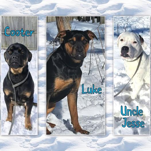 Enlarge Uncle Jesse, Cooter and Luke, a ADOPTABLE mixed breed in Traverse City, MI image 1/2