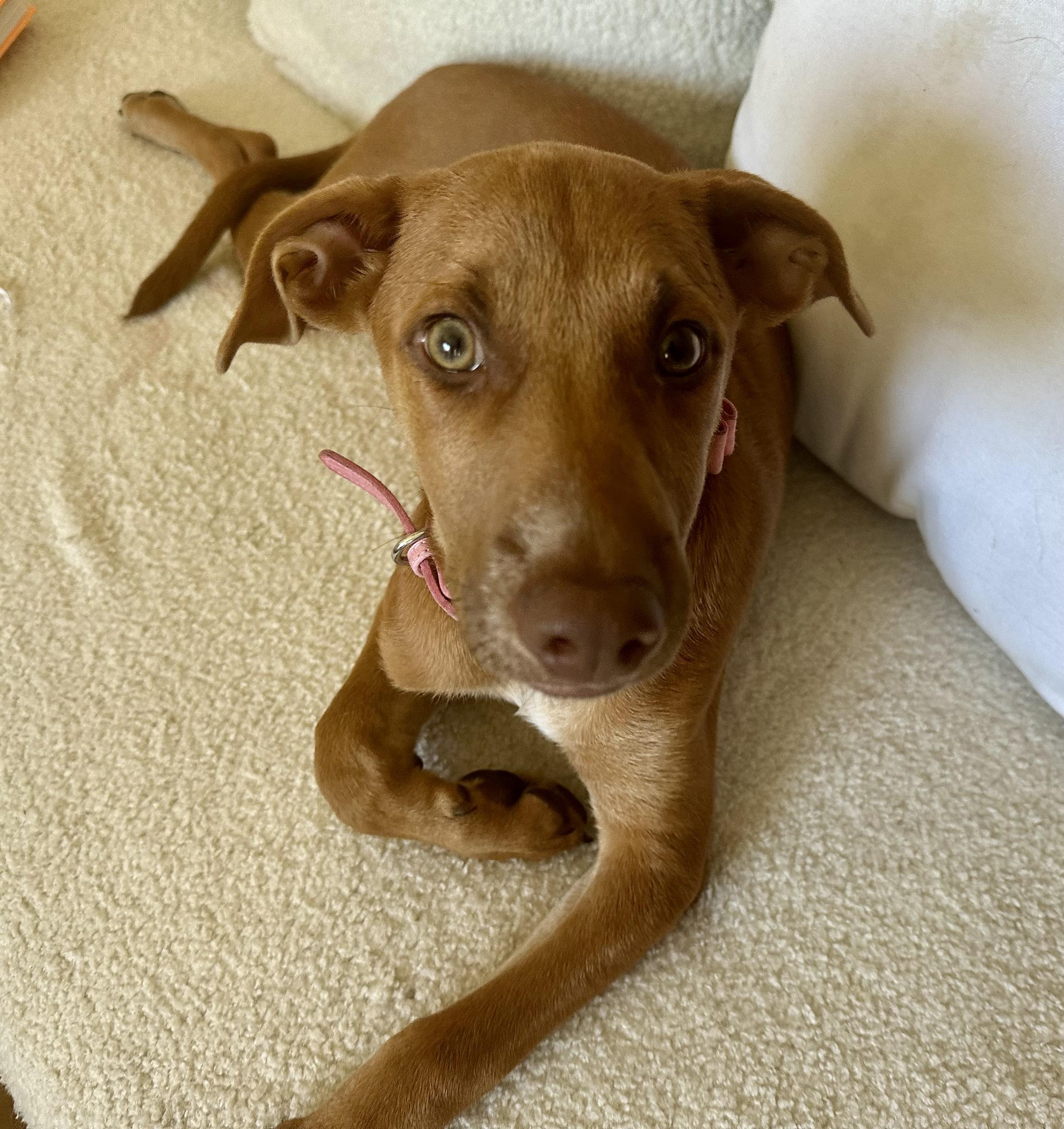 Enlarge Lilo, a Adopted mixed breed in chevy chase, MD image 2/5