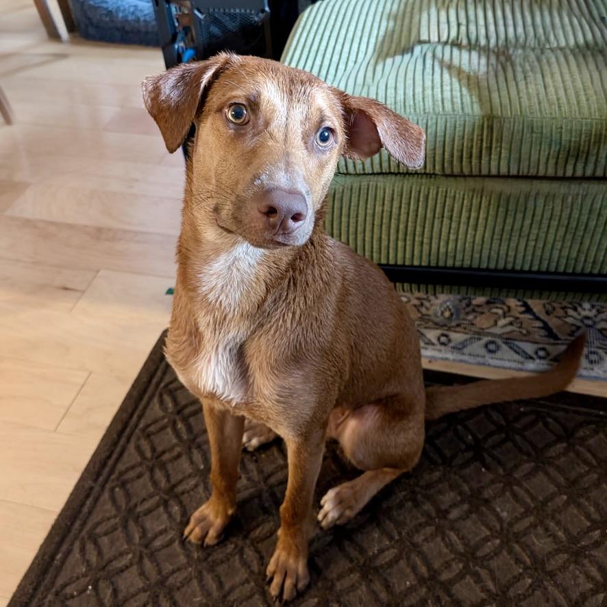 Enlarge Lilo, a Adopted mixed breed in chevy chase, MD image 1/5