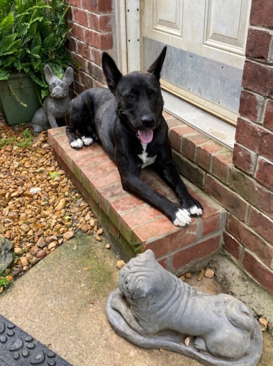 ZEKE, Adoptable, Adult Male Shepherd & Terrier.