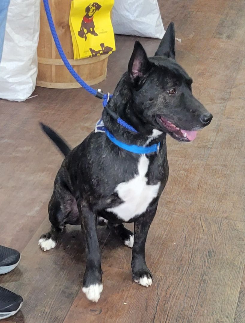 Enlarge ZEKE, a Adoptable mixed breed in Byhalia, MS image 2/10