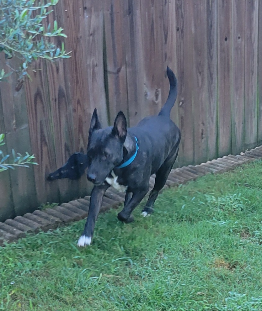 Enlarge ZEKE, a Adoptable mixed breed in Byhalia, MS image 3/10