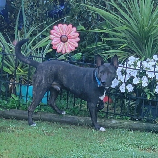 Enlarge ZEKE, a Adoptable mixed breed in Byhalia, MS image 4/10