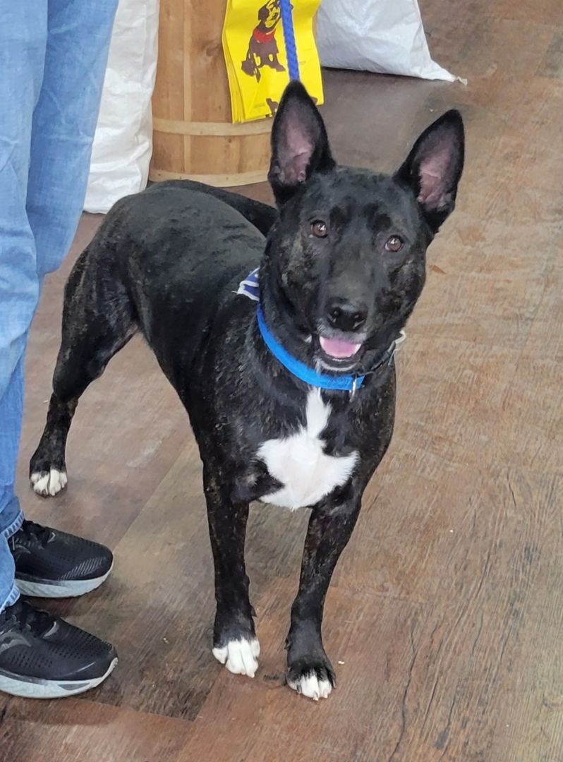 Enlarge ZEKE, a Adoptable mixed breed in Byhalia, MS image 5/10