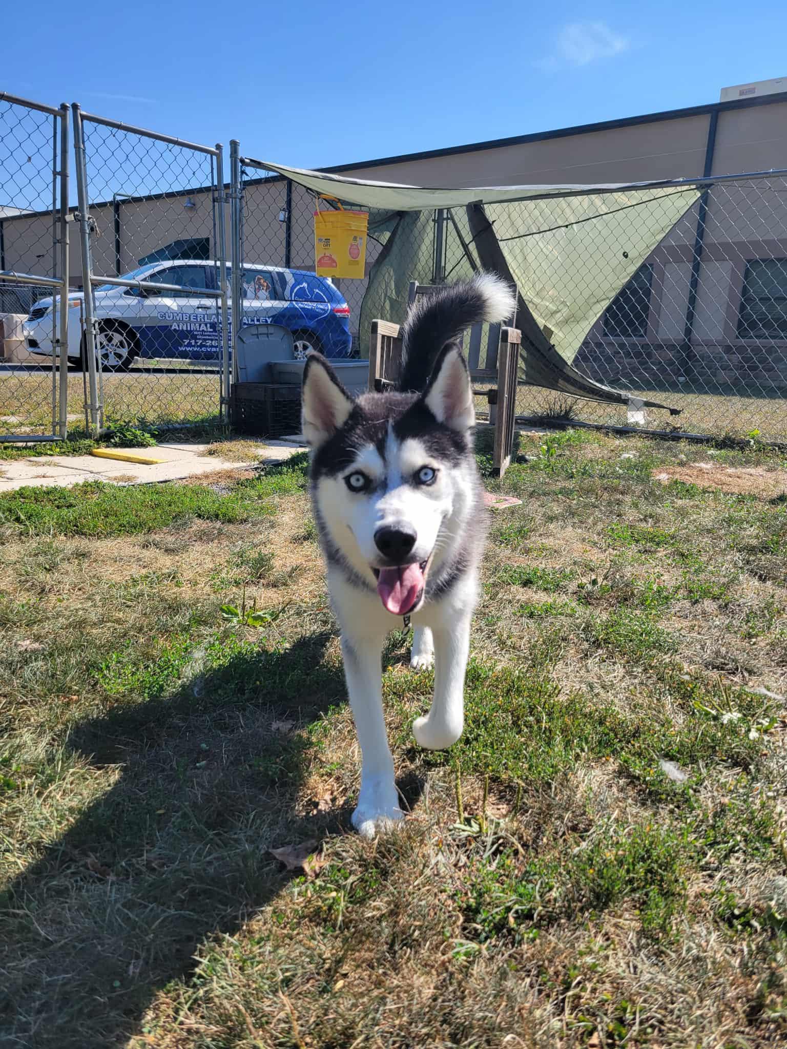 Zero, a Adoptable Husky in Chambersburg, PA image 1/2