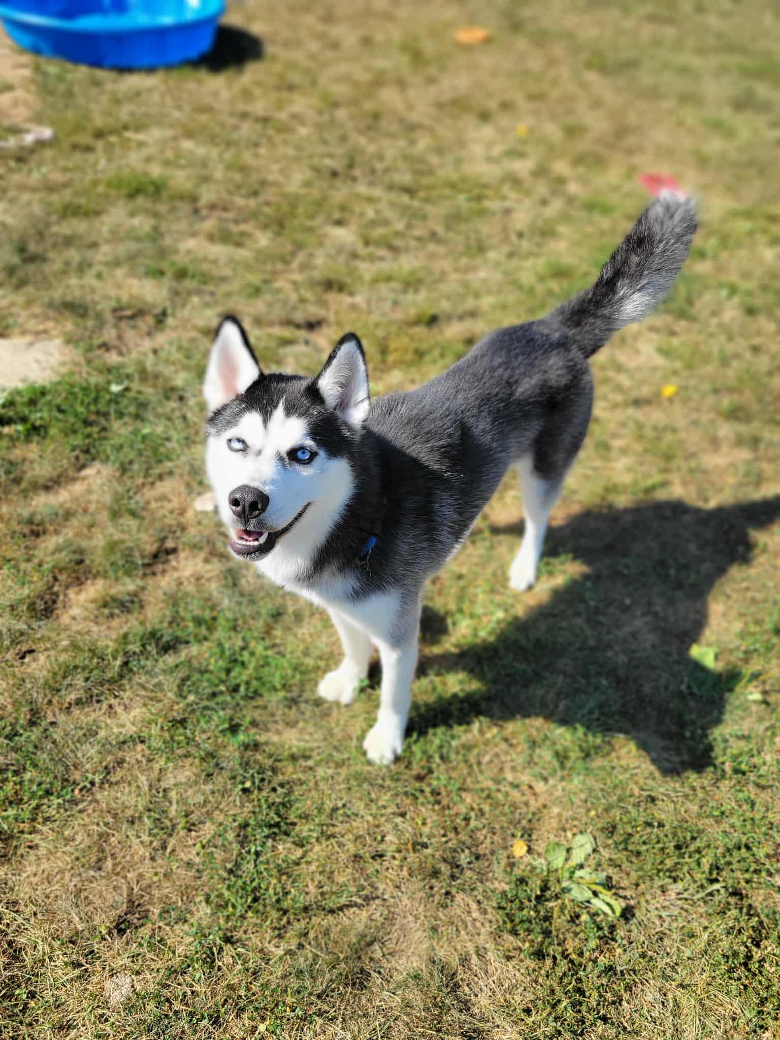 Zero, a Adoptable Husky in Chambersburg, PA image 2/2