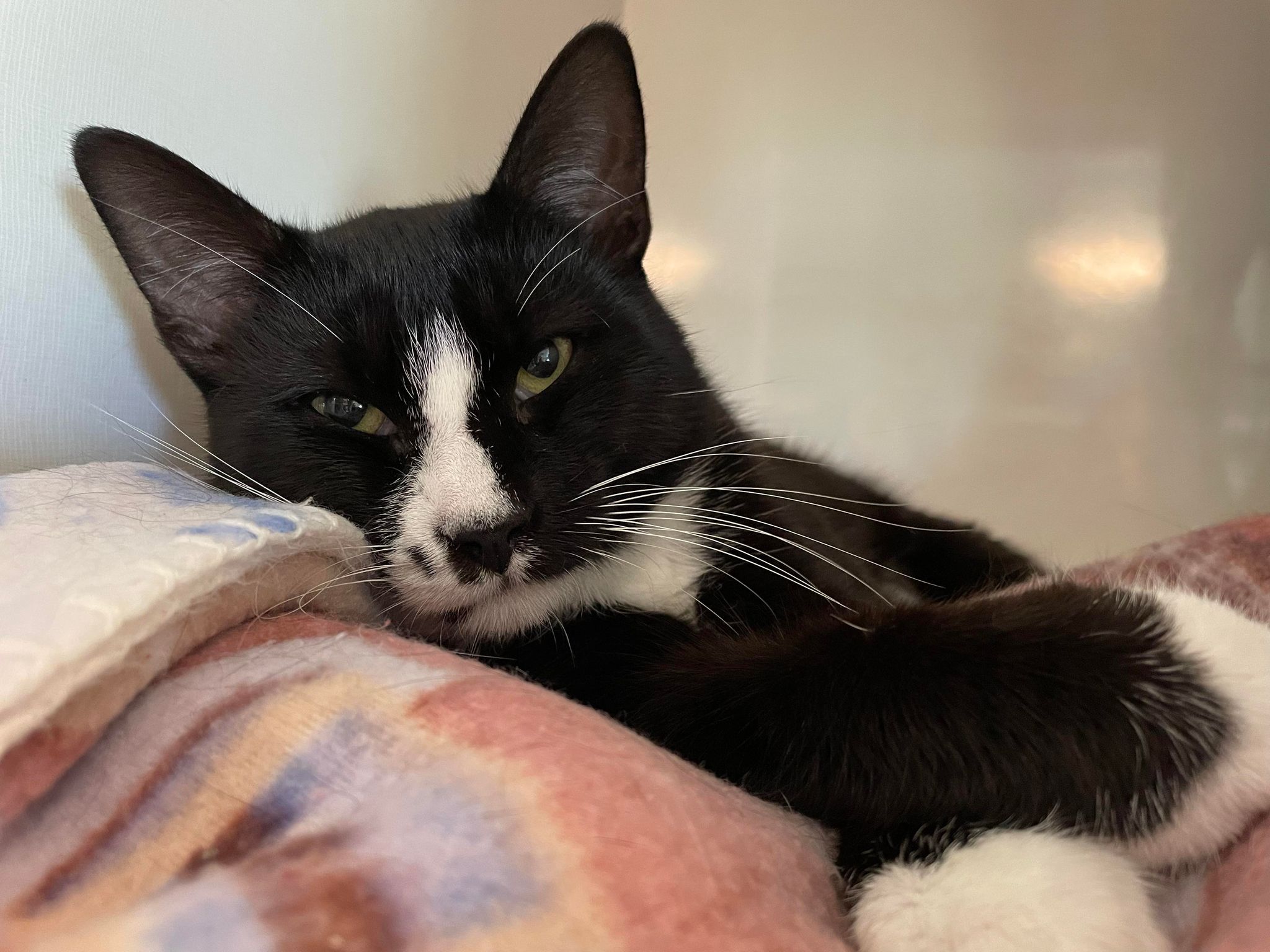 Aidyn, an adopted Domestic Short Hair in Arthurette, NB_image-1