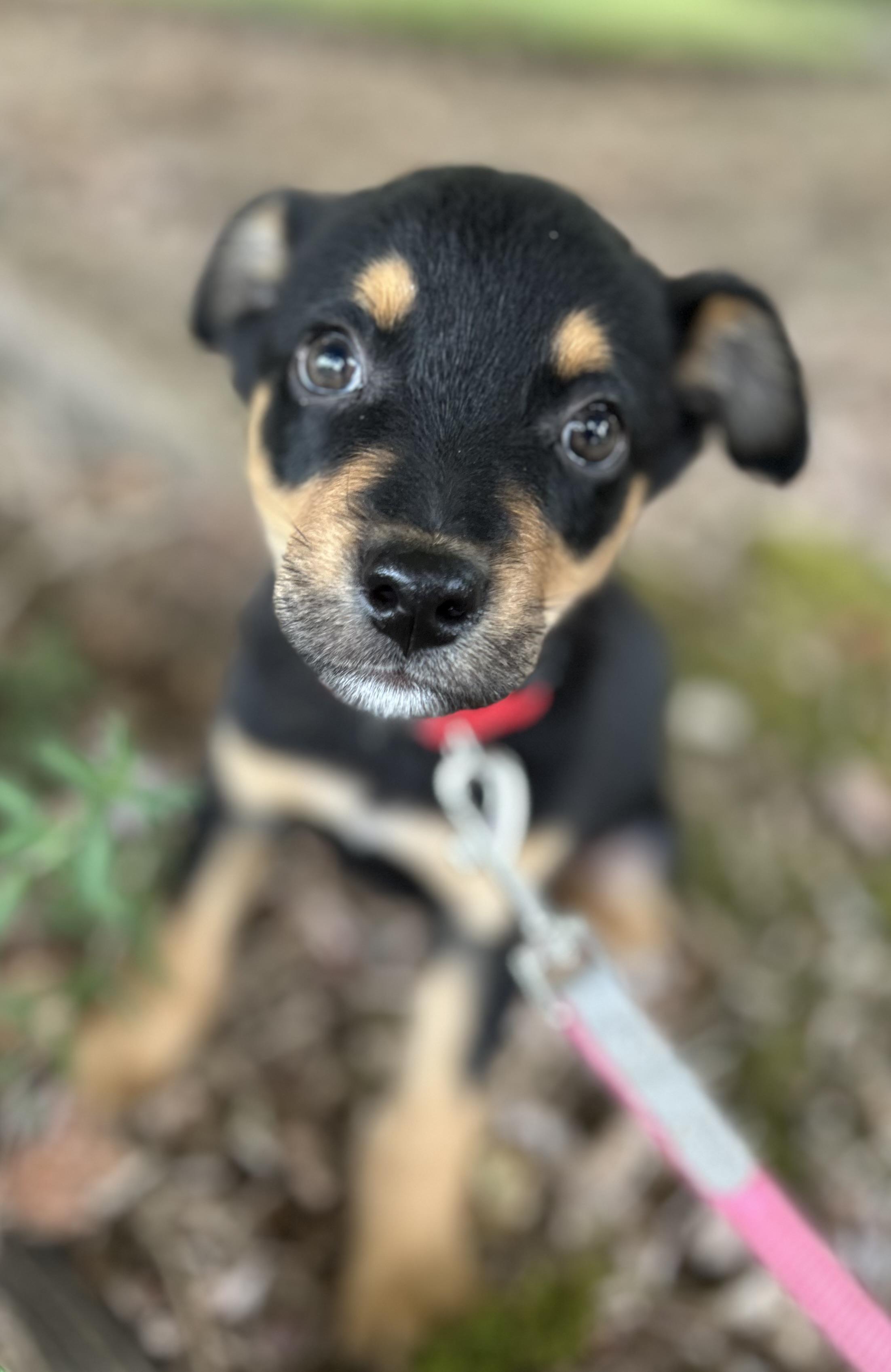 Arrow, a ADOPTABLE mixed breed in Tigard, OR image 1/5