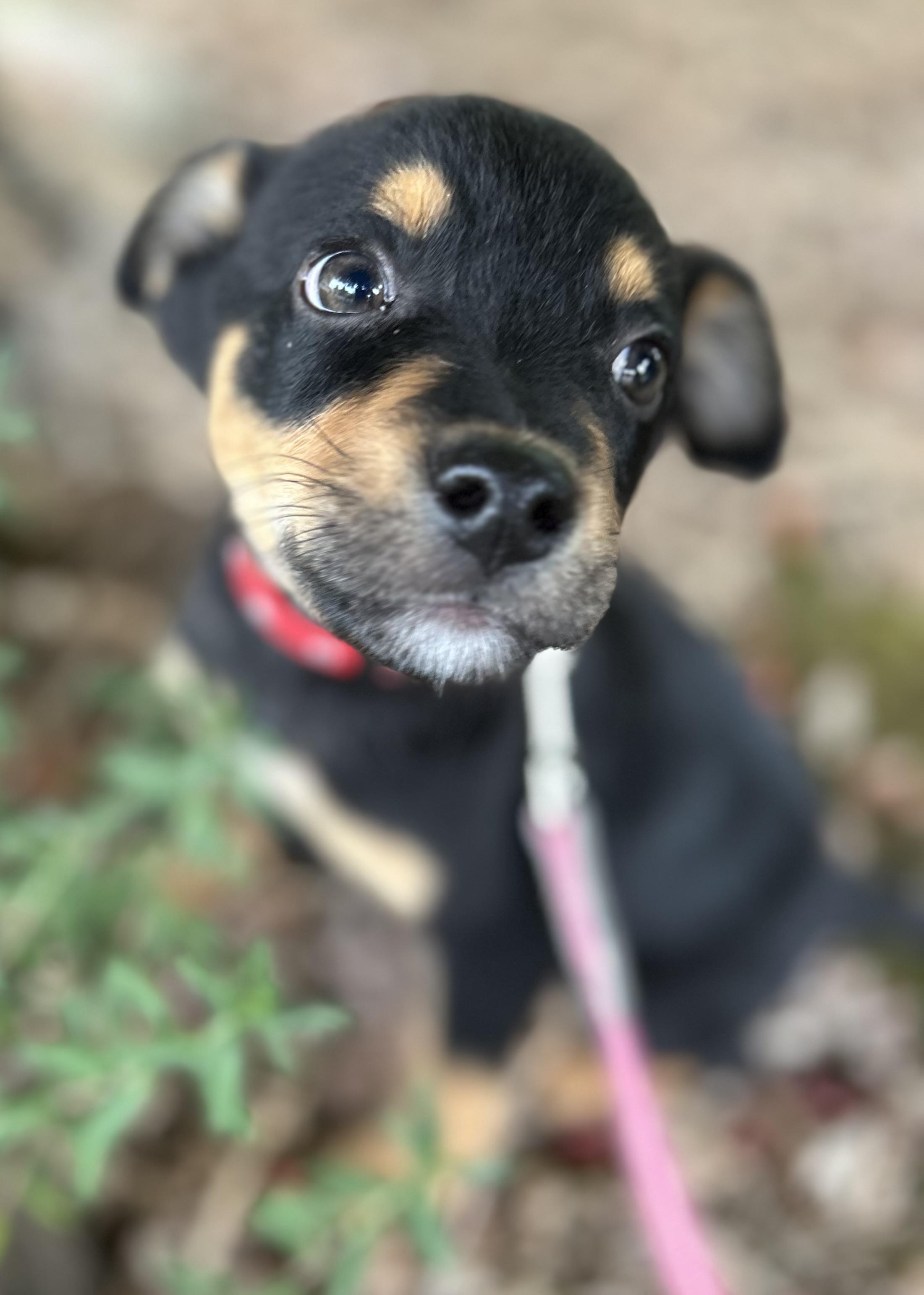 Arrow, a ADOPTABLE mixed breed in Tigard, OR image 3/5