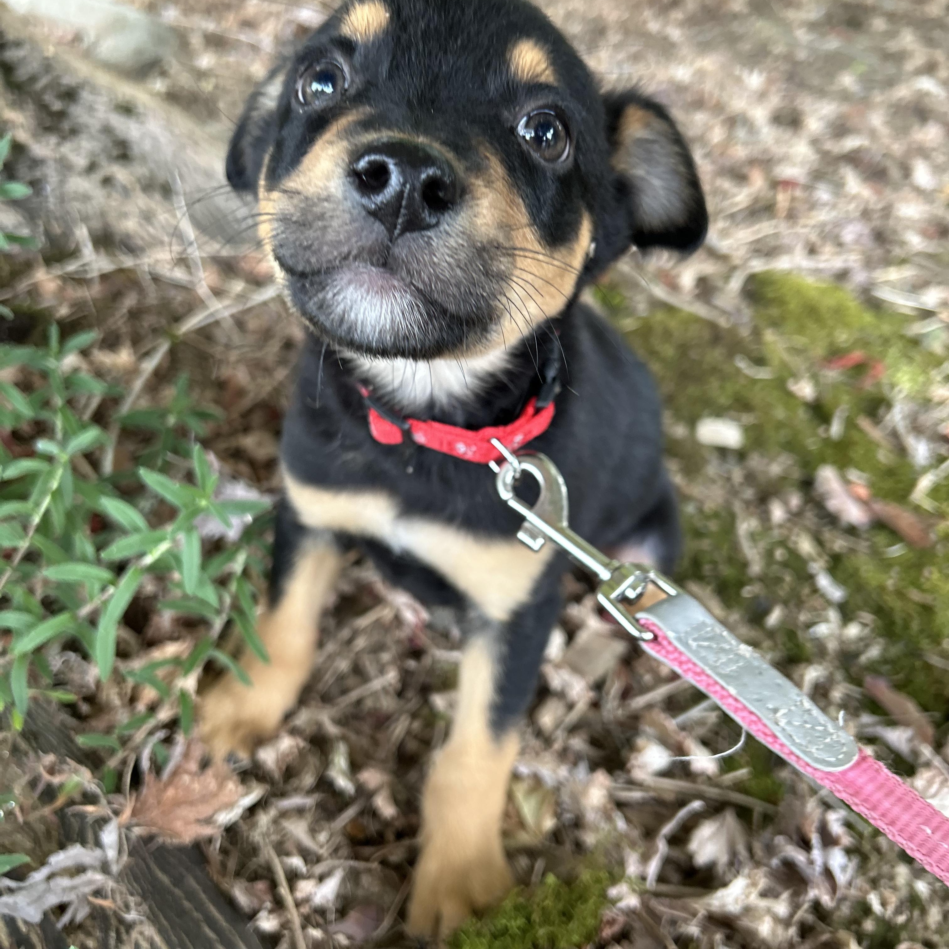 Arrow, a ADOPTABLE mixed breed in Tigard, OR image 4/5