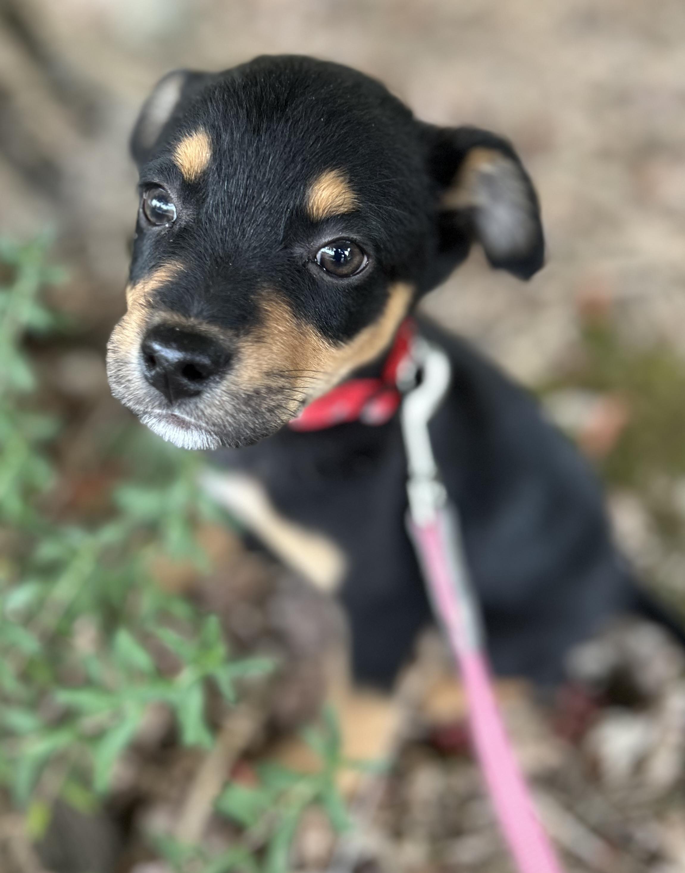 Arrow, a ADOPTABLE mixed breed in Tigard, OR image 5/5