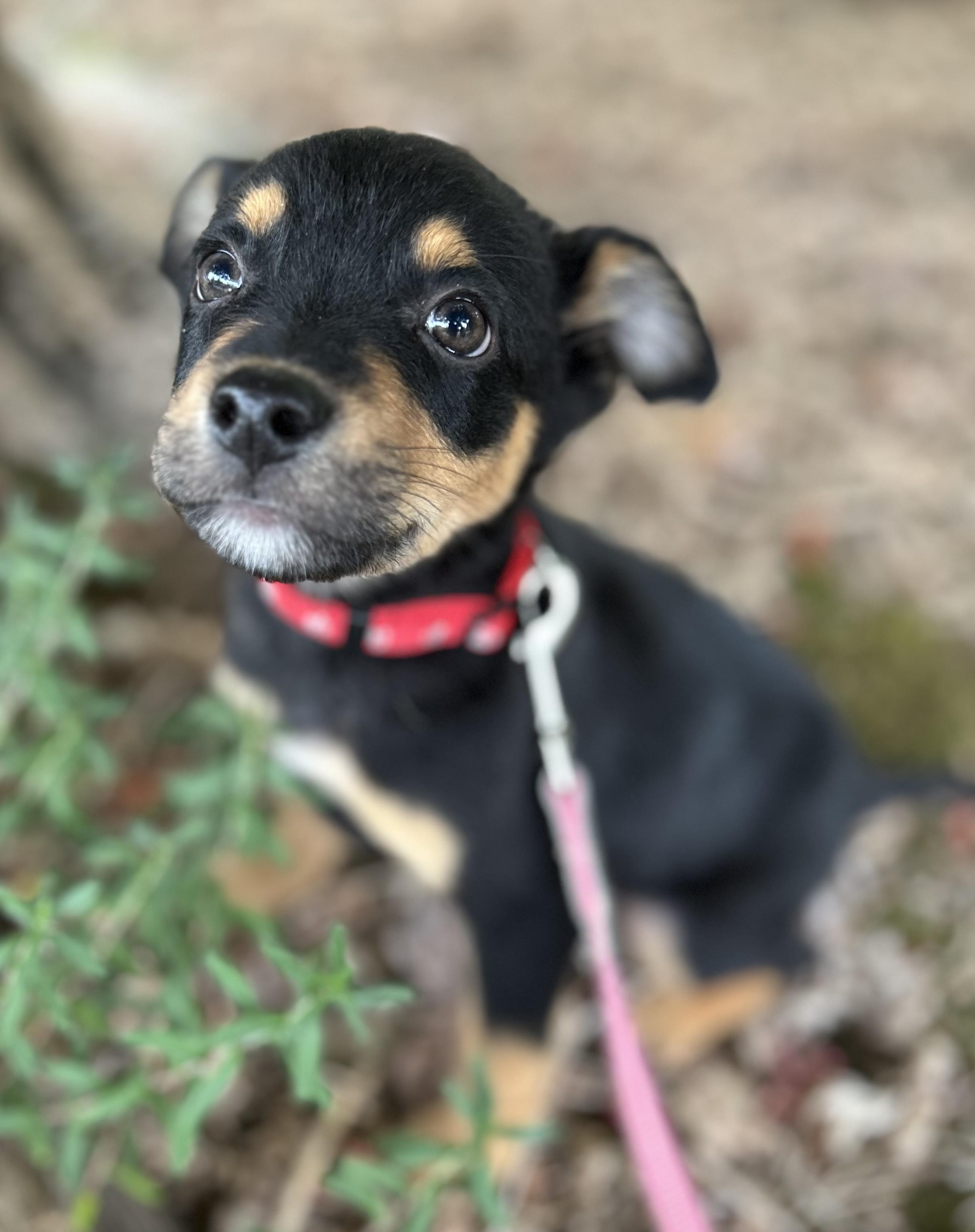 Arrow, a ADOPTABLE mixed breed in Tigard, OR image 2/5