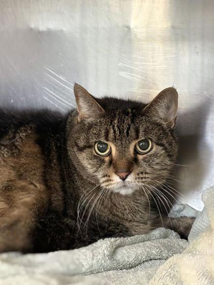 Oprah, a Adoptable Domestic Short Hair in Winchester, VA image 1/2