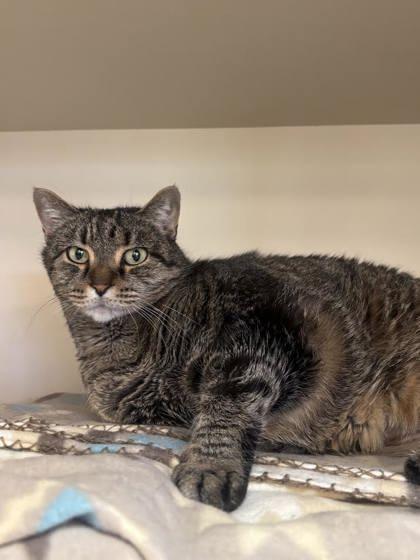 Oprah, a Adoptable Domestic Short Hair in Winchester, VA image 2/2