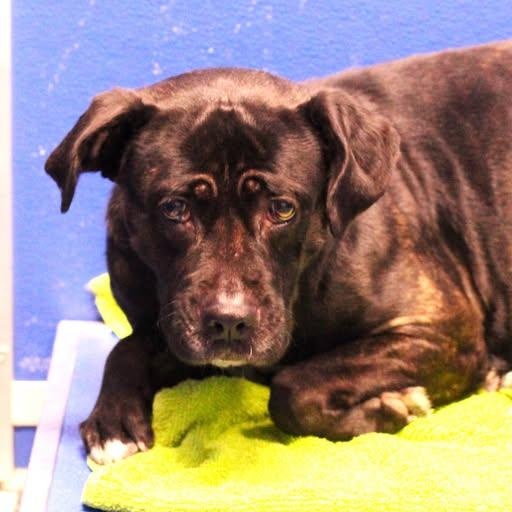 26-01332 MIKI, Adoptable, Adult Female Pit Bull Terrier & Boxer.