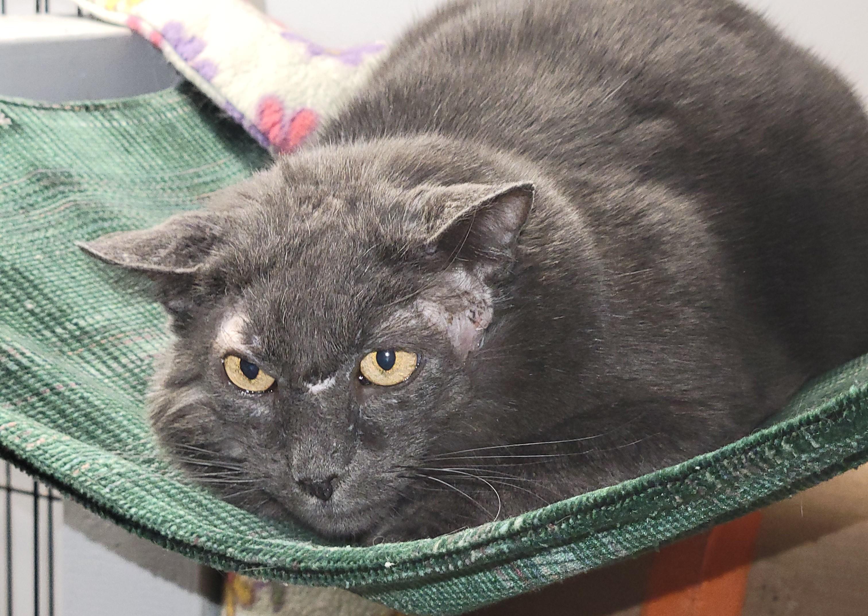 Gabriel — thumbnail 2